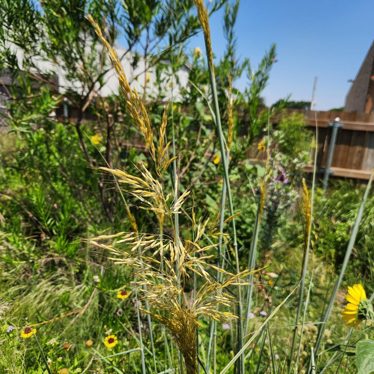 Sorghastrum nutans (Indiangrass)
