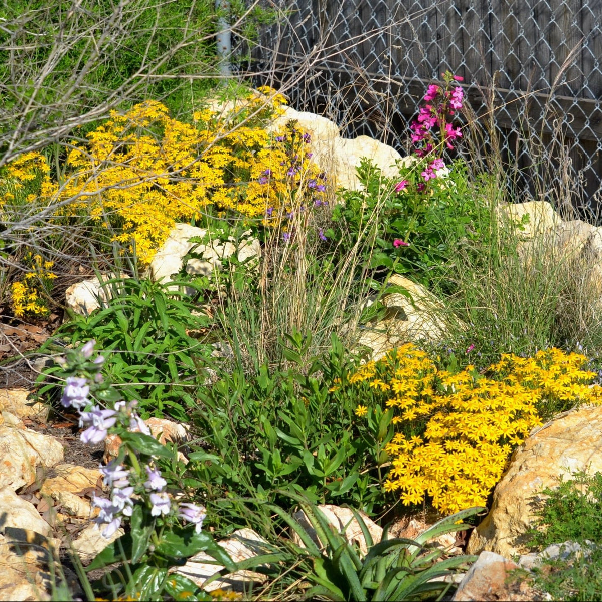 Chrysactinia mexicana (Damianita)
