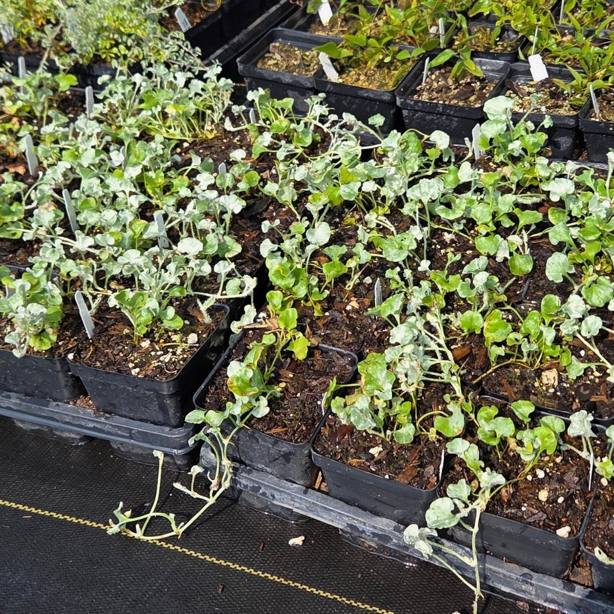 Dichondra argentea Silver Ponyfoot