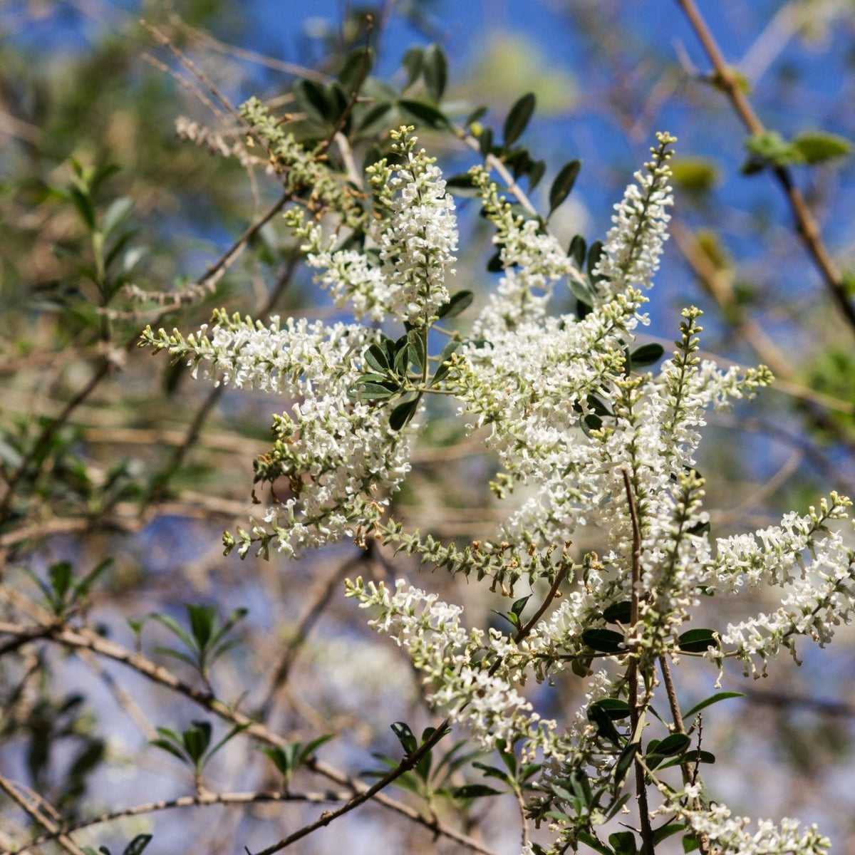 Aloysia gratissima (Beebrush)