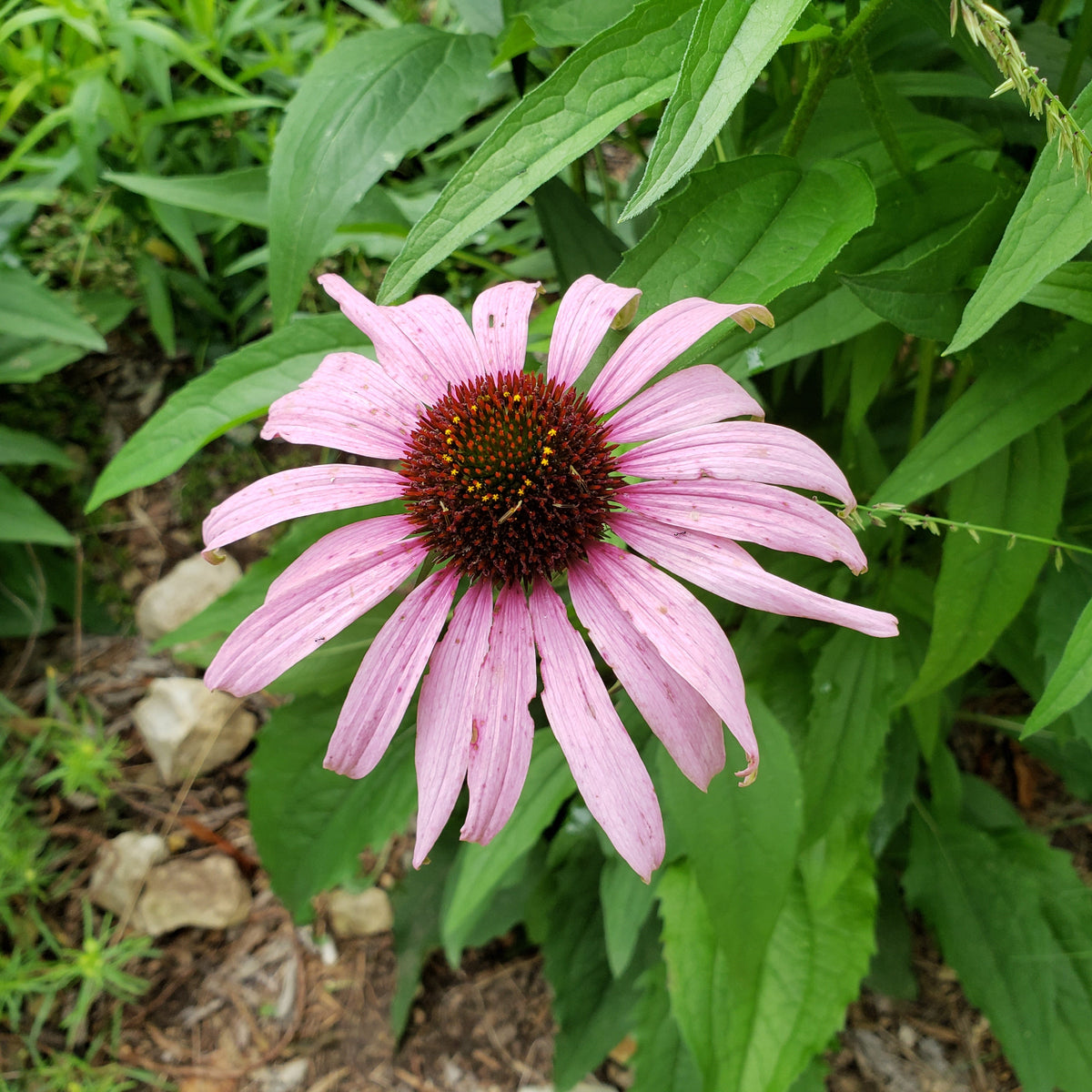 Echinacea purpurea (Purple Coneflower)