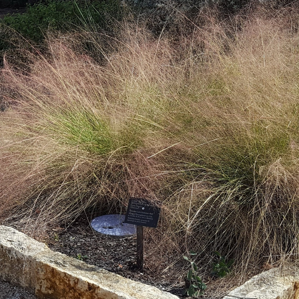 Gulf Muhly (Muhlenbergia capillaris)