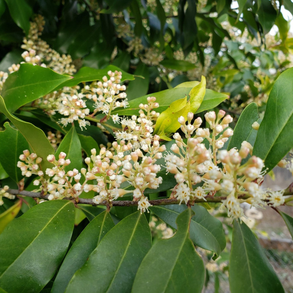Prunus caroliniana (Cherry Laurel)