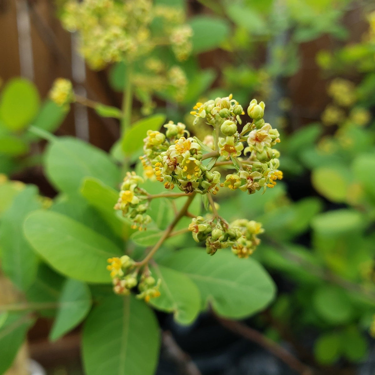 Cotinus obovatus (American Smoke Tree)