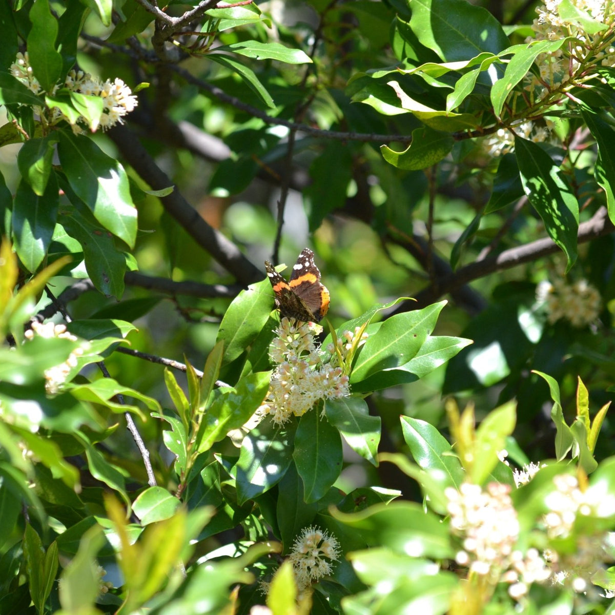 Prunus caroliniana (Cherry Laurel)