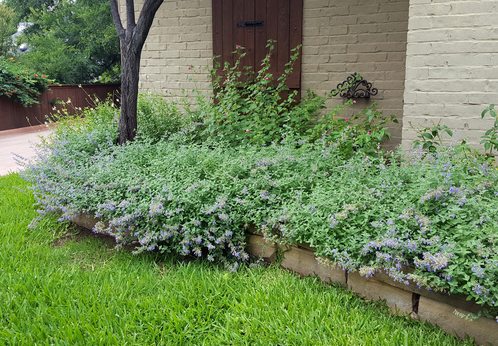 Catmint 'Walker's Low' (Nepeta x faassenii 'Walker's Low')