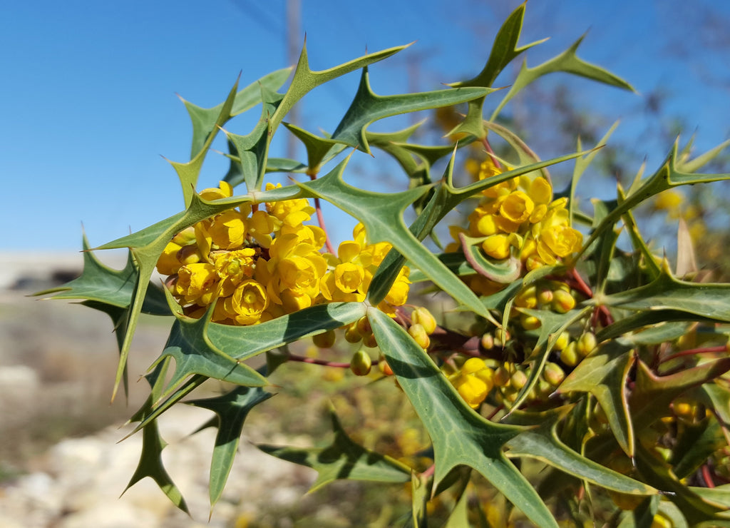 Agarita (Mahonia trifoliolata)