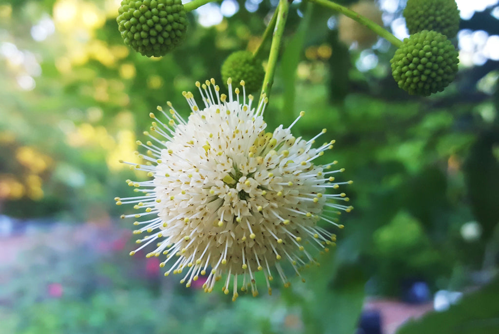 Buttonbush (Cephalanthus occidentalis)