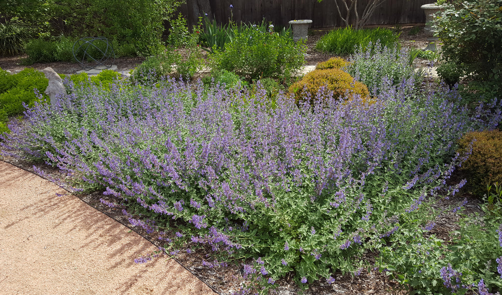 Catmint 'Walker's Low' (Nepeta x faassenii 'Walker's Low')