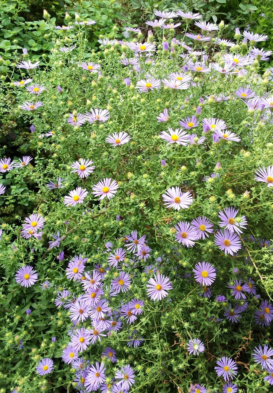 Fall aster (Symphyotrichum oblongifolium)