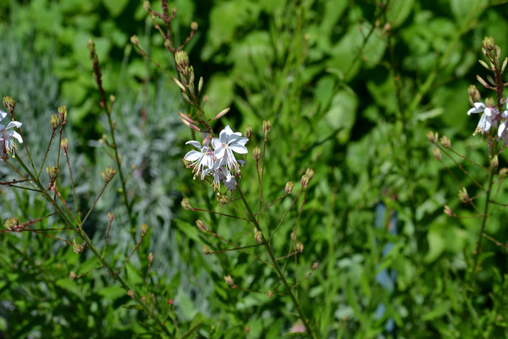 Oenothera lindheimeri 'Belleza White' (Gaura 'Belleza White')