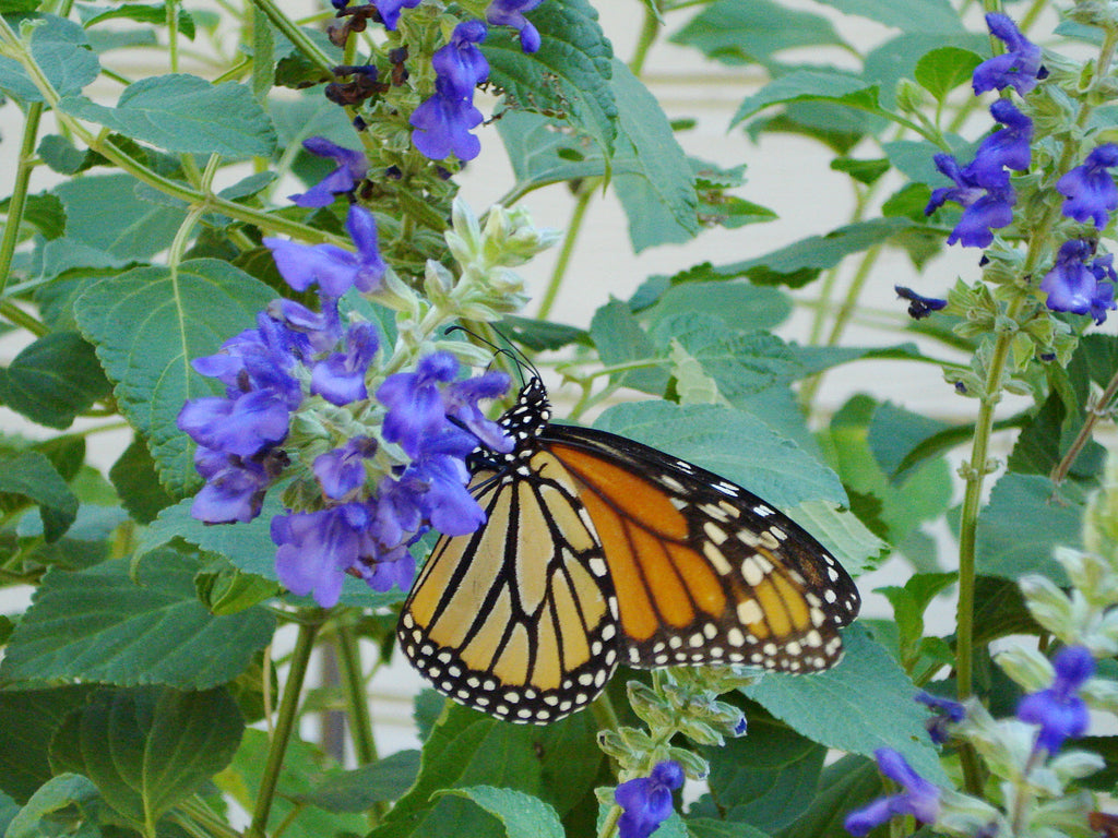 Salvia 'Mystic Spires' (Salvia x 'Mystic Spires')