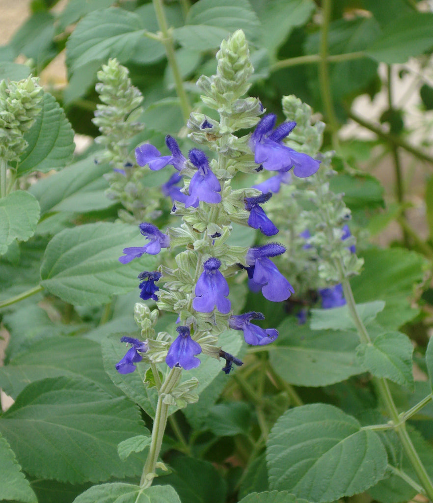 Salvia 'Mystic Spires' (Salvia x 'Mystic Spires')
