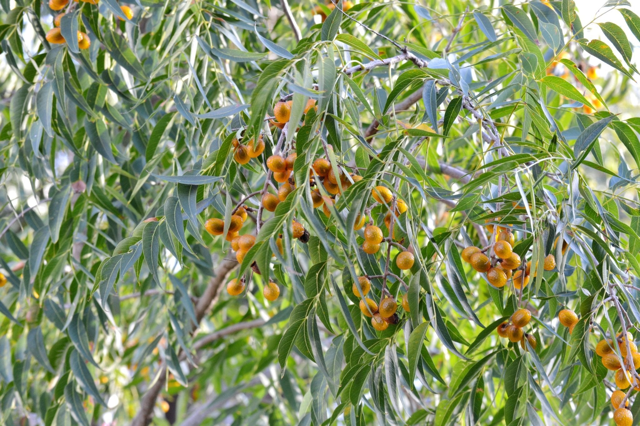 Western soapberry ( Sapindus saponaria var. drummondii)